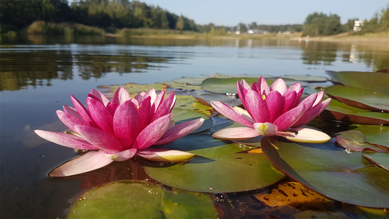 seerosenteich